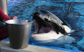 Unklar ist allerdings, ob orcas in ihrer natürlichen umgebung genauso lernen. Orca Chronologie Orcas In Gefangenschaft Wdc Deutschland