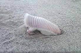 Watching This Pink Fairy Armadillo Digging Will Make You Inexplicably Happy Cute Earth Touch News Fairy Armadillo Pink Fairy Armadillo Armadillo