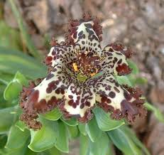 Image result for Ferraria glutinosa