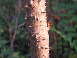 We did not find results for: Devil S Walkingstick Purdue Fort Wayne