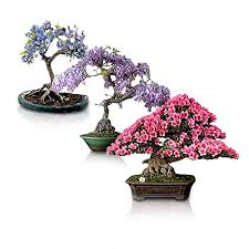 You can make bonsai from endless varieties of trees. Flowering Bonsai Tree Seeds Bundle 3 Types All Flowering Tree Seeds Vibrant Colors Chinese Wisteria Judas Tree Blue Jacaranda Buy Online In Dominica At Dominica Desertcart Com Productid 175498613