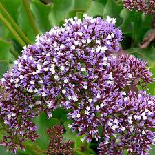 Image result for Limonium