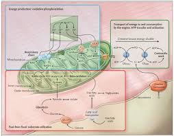 Good Overview Of Mitochondrial Metabolism From Some Odd Ball Site Some Points Not Always Emphasized Biochemistry Biology Resources Oxidative Phosphorylation