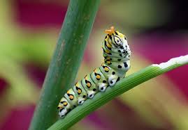 Black And White Striped Caterpillar With Orange Head Smell My Osmeterium Caterpillar Insect Caterpillar Insects