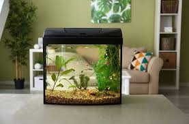 Round, cylindrical, hexagonal or rectangular shapes are suitable for an aquarium. Importance Of Fish And Aquariums In Vastu Shastra