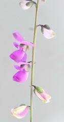 Image result for Polygala senensis