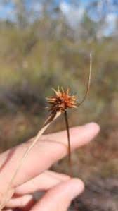 Image result for Rhynchospora rubra