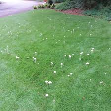 It is definitely not snow mold as it does not appear cobwebby. Mushrooms In The Lawn Good Or Bad