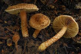Image result for Inocybe hystrix