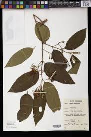 Image result for Grewia pubescens