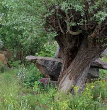 Pollarded Willow Chelsea Flower Show Chelsea Flower Flower Show