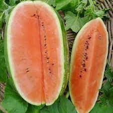 These watermelons are long, light green skinned with dark green stripes and very sweet red flesh. Watermelon Seeds Jubilee Improved Vegetable Seeds In Packets Bulk Eden Brothers