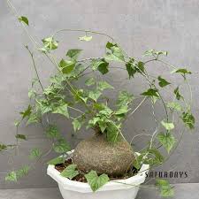 Image result for Gerrardanthus lobatus