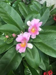 Image result for Pereskia