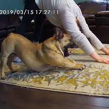 El vídeo de un perro haciendo yoga con su dueña que ha revolucionado  internet
