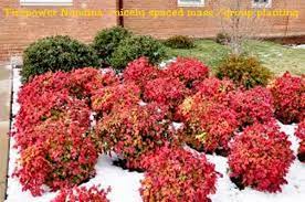 It has good foliar color, but it does lack some of the features of other cultivars. Firepower Nandina