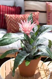 Giving a romantic gift is all about knowing your partner. 161 Best Valentines Day Plants Ideas Plants Planting Flowers House Plants