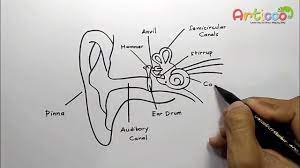 This gives you the opportunity to get a general feel of the appearance of each structure and their relations to the structures around them. How To Draw Human Ear Diagram With Labelling Humanear Youtube