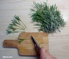 Image result for lavender cuttings