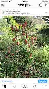 The winter encapment, valley forge pennsylvania. Instagram Posts The Beauty Is In The Details Master Gardeners Of Northern Virginia