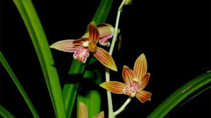Maybe you would like to learn more about one of these? 10 Bunga Langka Di Indonesia Dilindungi