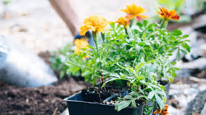 Maybe you would like to learn more about one of these? Heat Tolerant Plants That Resist The Sun And Heat