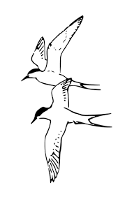 Coloring pages pdf file downloads. Arctic Terns Vector Image Pajaros Volando Dibujos De Pajaros Volando Dibujos De Pajaro