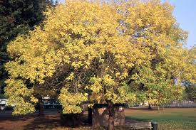 Image result for Otholobium foliosum