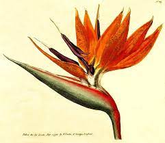 Strelitzia Reginae Anatomy Google Search Botanical Flowers Print Botanical Flowers Botanical Art