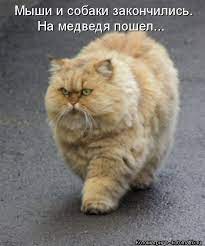 Котоматрица: Лучшие за февраль 2020