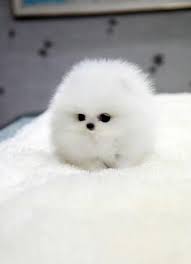 Cute Dog Cute Animals Cute Dogs Cute Puppies
