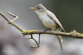 Pin On Birds W