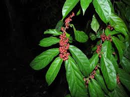 Image result for Casearia