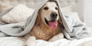 Many of us would have a hard time imagining a life without a pet. Pet Friendly Pest Control Perth Safe Effective Treatment Swat A Pest