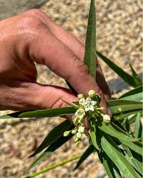 Image result for Kanahia laniflora