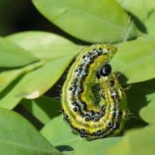 Ce traitement naturel est la solution parfaite pour déboucher vos trompes de fallope grâce aux plantes. Pyrale Du Buis Traitement Contre La Chenille Du Buis Pyrale Du Buis Chenille Du Buis Buis Maladie