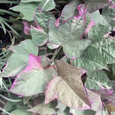 Image result for Ipomoea tricolor