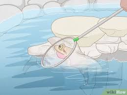If you wish to cause all the frogs to leave, you can spray the insecticide all over the plants and the surrounding area of your pond. How To Get Rid Of Frogs With Pictures Wikihow