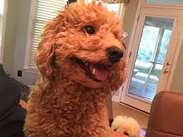 Goldendoodles are loyal, confident, sweet, and eager to please. Ball Ground Ga Goldendoodle Meet Coco A Pet For Adoption