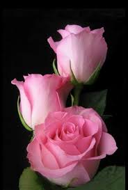 Wallpaper By Artist Unknown Beautiful Pink Roses Wedding Flowers Pink Roses Amazing Flowers