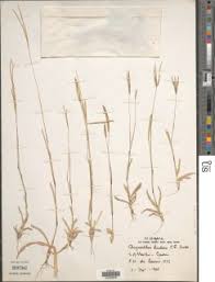 Image result for Chrysochloa
