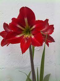 Mis Flores Bulbous Plants Flower Pots Amaryllis