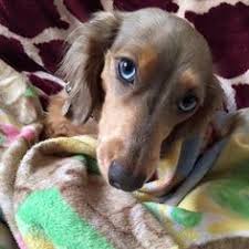 Black And Tan Reverse Dapple Dachshund Long Haired Blue Tan Reverse Dapple Mini Dachshund Dog Love Dogs