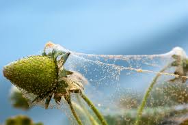 Spider mites could enter from outside, and they thrive in warm, dry places. How To Get Rid Of Spider Mites On Indoor And Outdoor Plants
