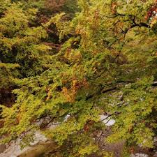 SD14234/comfyui_RunningCNB · Cloud Native Build