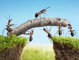 We have ants eating away concrete in the lower part of the house. How To Get Rid Of Ants In Driveway Cracks For Good Home Logic
