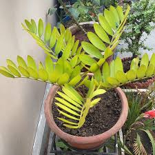 Image result for Zamiaceae