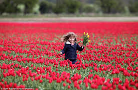Importer of dutch flower bulbs. Not The Netherlands But Norfolk Huge Demand For British Grown Tulips Sees More Field Turned Over To Colourful Crop Daily Mail Online