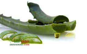 نحوه استفاده ماسک آلوئه ورا برای اگزما مجله شفا In 2020 Aloe Vera Forever Living Aloe Vera Aloe Vera Health Benefits