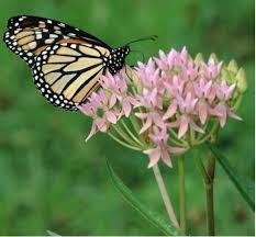 Milkweeds Native To Florida Milkweed Florida Native Plants Butterfly Garden Plants